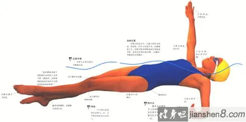 仰泳身体姿势 示意图